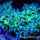 Ultra Elegance Coral- Purple Tip  8cm WYSIWYG Ultra Elegance Coral- Purple Tip  8cm WYSIWYG Aquarium Decor Ultra Elegance Coral- Purple Tip  8cm WYSIWYG Zeo Box Reef