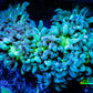 Ultra Elegance Coral- Purple Tip  8cm WYSIWYG Ultra Elegance Coral- Purple Tip  8cm WYSIWYG Aquarium Decor Ultra Elegance Coral- Purple Tip  8cm WYSIWYG Zeo Box Reef