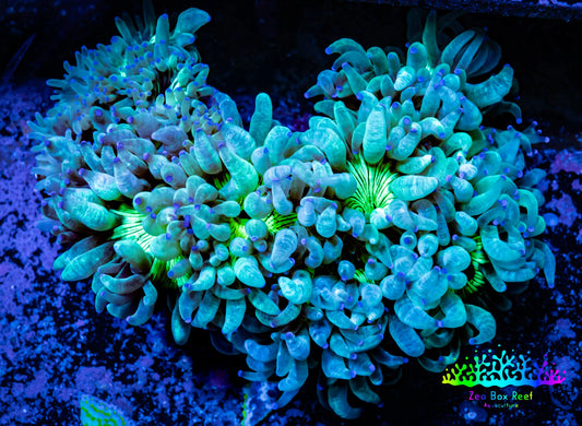 Ultra Elegance Coral- Purple Tip  8cm WYSIWYG Ultra Elegance Coral- Purple Tip  8cm WYSIWYG Aquarium Decor Ultra Elegance Coral- Purple Tip  8cm WYSIWYG Zeo Box Reef