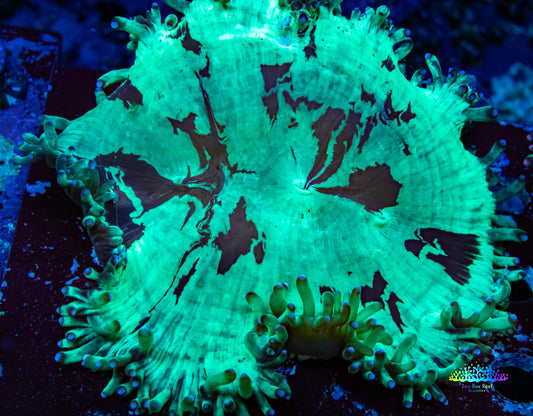 Ultra Elegance Coral- Purple Tip Tip  10cm Ultra Elegance Coral- Purple Tip Tip  10cm Aquarium Decor Ultra Elegance Coral- Purple Tip Tip  10cm Zeo Box Reef
