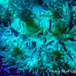 Ultra Elegance Coral- Purple Tip Tip  15cm WYSIWYG Ultra Elegance Coral- Purple Tip Tip  15cm WYSIWYG Aquarium Decor Ultra Elegance Coral- Purple Tip Tip  15cm WYSIWYG Zeo Box Reef