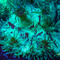 Ultra Elegance Coral- Purple Tip Tip  15cm WYSIWYG Ultra Elegance Coral- Purple Tip Tip  15cm WYSIWYG Aquarium Decor Ultra Elegance Coral- Purple Tip Tip  15cm WYSIWYG Zeo Box Reef