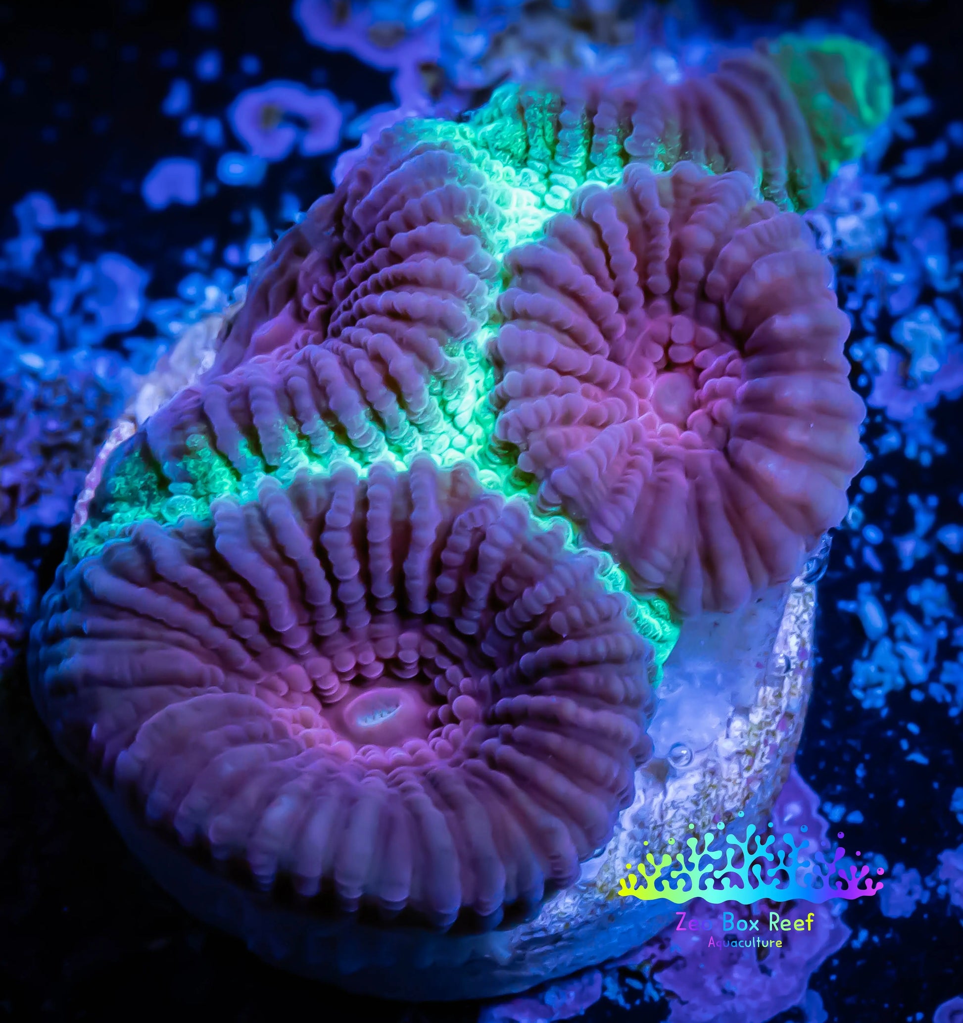 Ultra Favia Coral-- Christmas Favia Frag Ultra Favia Coral-- Christmas Favia Frag Aquarium Decor Ultra Favia Coral-- Christmas Favia Frag Zeo Box Reef