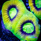 Ultra Favia Coral-- Dragon Soul Favia Frag Ultra Favia Coral-- Dragon Soul Favia Frag Aquarium Decor Ultra Favia Coral-- Dragon Soul Favia Frag Zeo Box Reef