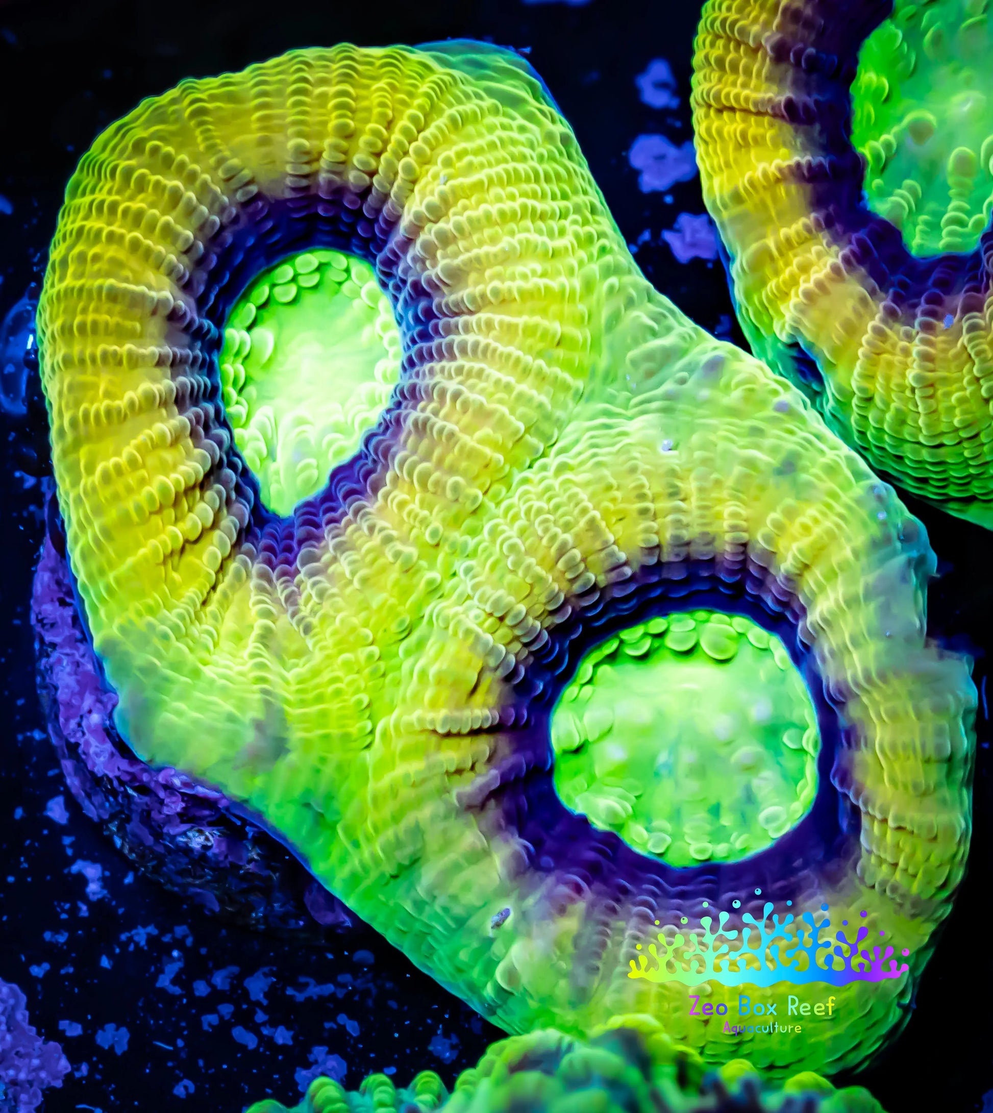 Ultra Favia Coral-- Dragon Soul Favia Frag Ultra Favia Coral-- Dragon Soul Favia Frag Aquarium Decor Ultra Favia Coral-- Dragon Soul Favia Frag Zeo Box Reef