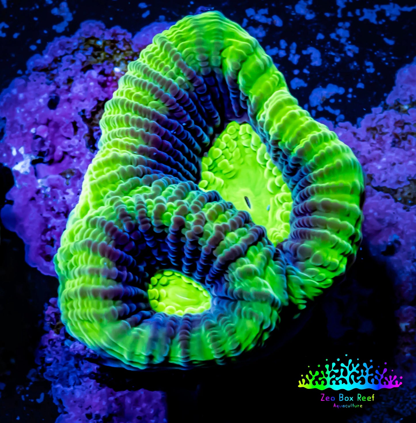 Ultra Favia Coral-- Dragon Soul Favia Frag Ultra Favia Coral-- Dragon Soul Favia Frag Aquarium Decor Ultra Favia Coral-- Dragon Soul Favia Frag Zeo Box Reef