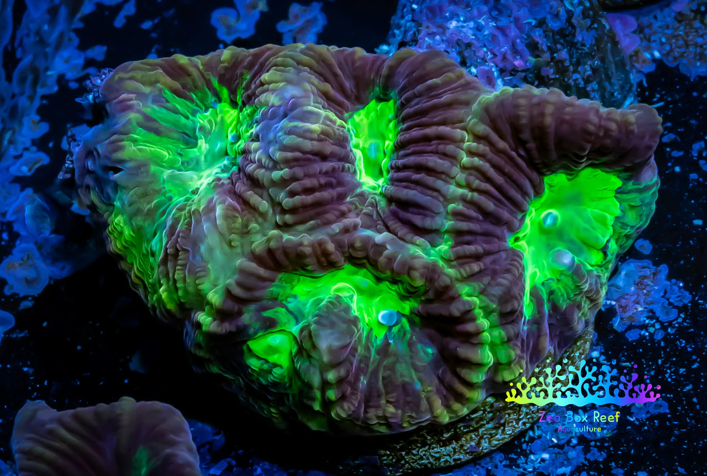 Ultra Favia Coral-- Favia Frag (Copy) Ultra Favia Coral-- Favia Frag (Copy) Aquarium Decor Ultra Favia Coral-- Favia Frag (Copy) Zeo Box Reef