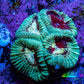 Ultra Favia Coral Frag WYSIWYG Ultra Favia Coral Frag WYSIWYG Aquarium Decor Ultra Favia Coral Frag WYSIWYG Zeo Box Reef