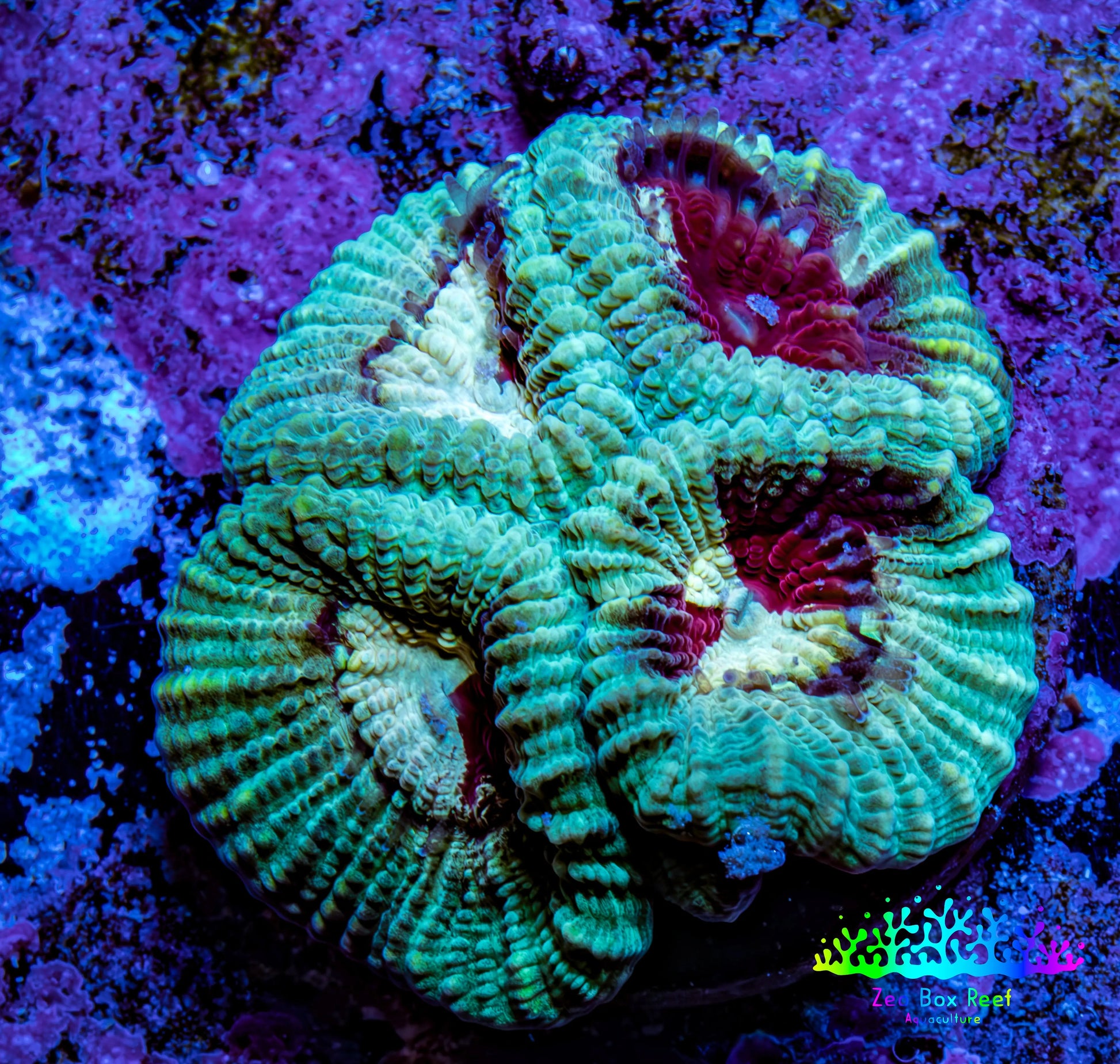 Ultra Favia Coral Frag WYSIWYG Ultra Favia Coral Frag WYSIWYG Aquarium Decor Ultra Favia Coral Frag WYSIWYG Zeo Box Reef