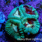 Ultra Favia Coral Frag WYSIWYG Ultra Favia Coral Frag WYSIWYG Aquarium Decor Ultra Favia Coral Frag WYSIWYG Zeo Box Reef