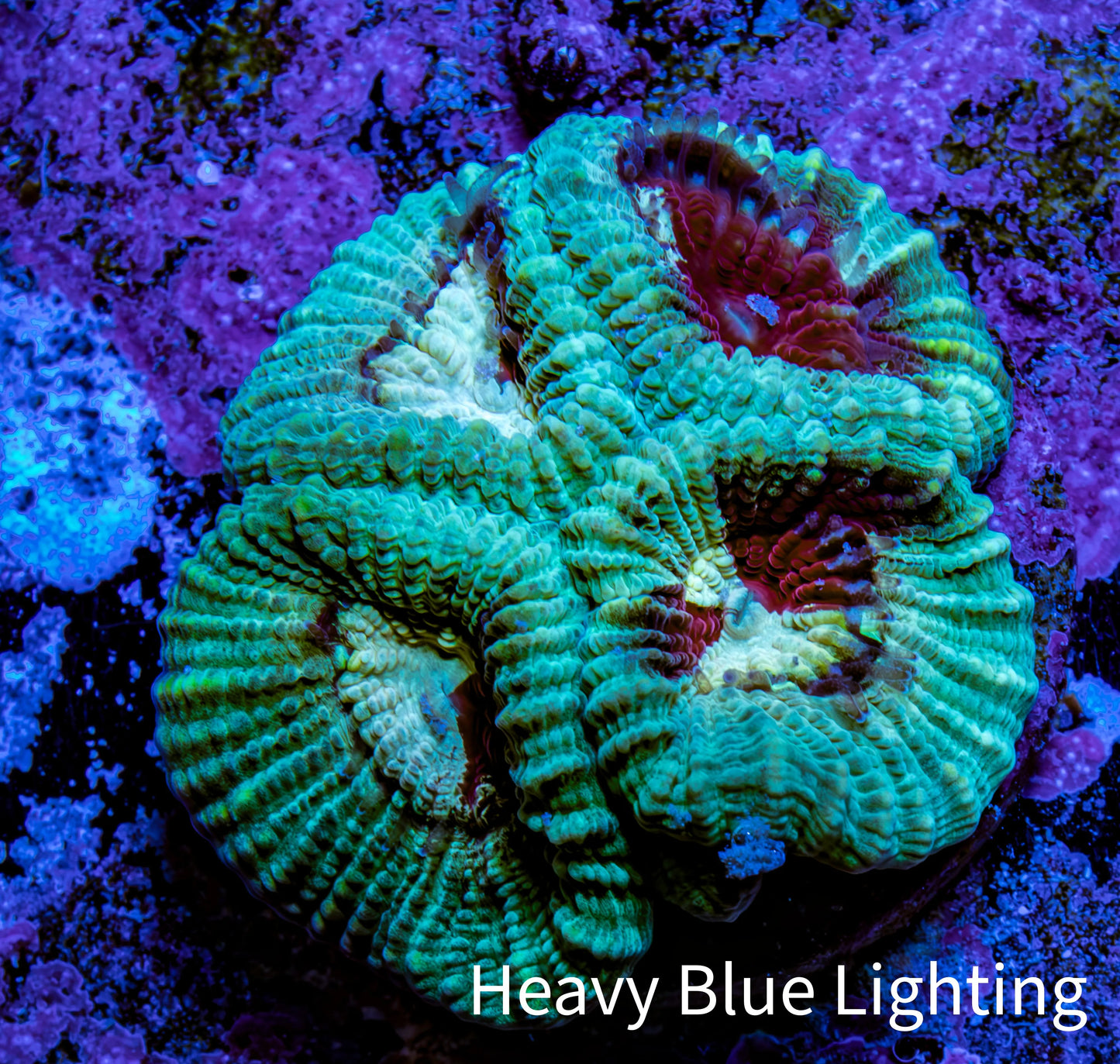 Ultra Favia Coral Frag WYSIWYG Ultra Favia Coral Frag WYSIWYG Aquarium Decor Ultra Favia Coral Frag WYSIWYG Zeo Box Reef