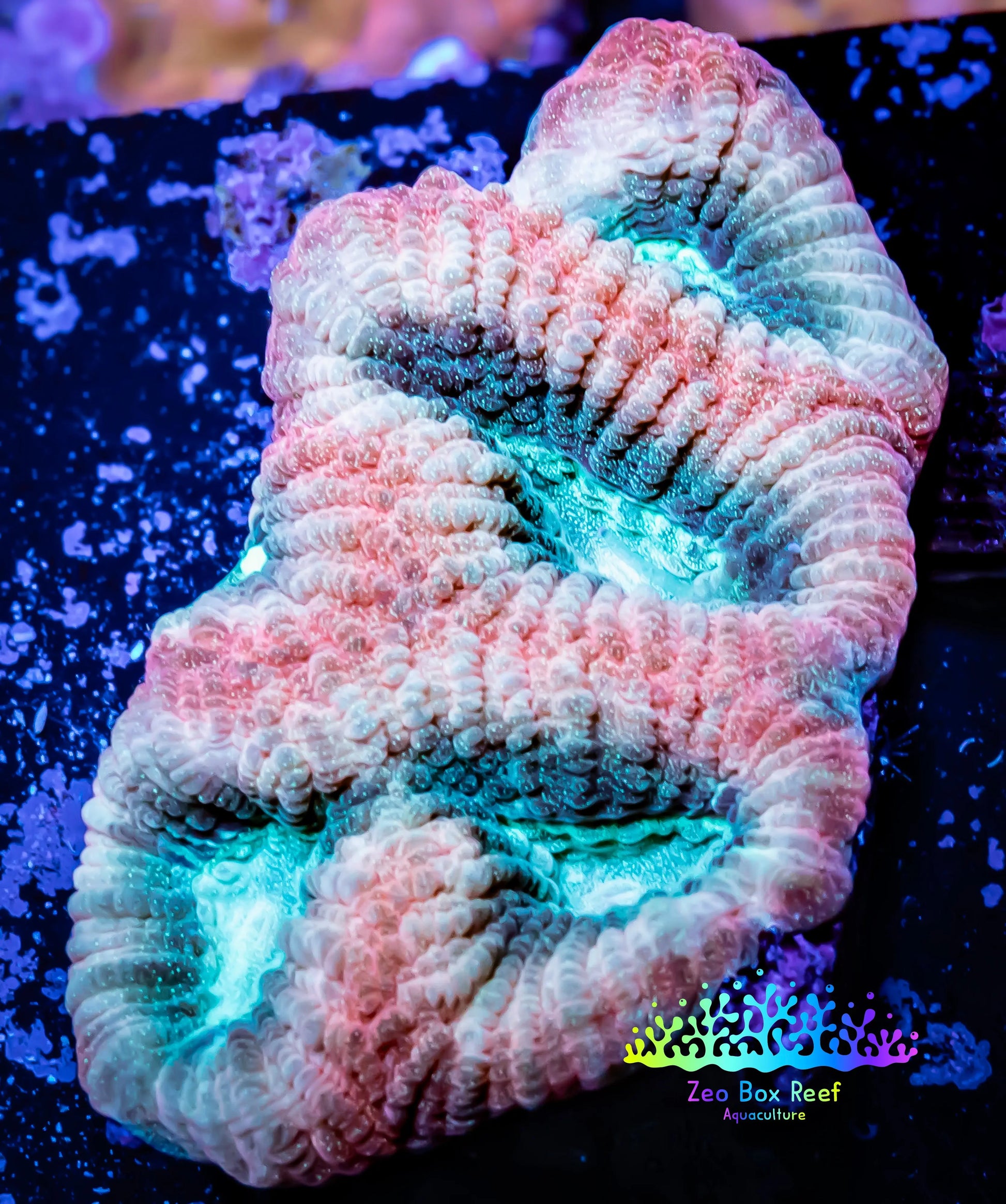 Ultra Favia Coral -  Frag Ultra Favia Coral -  Frag Aquarium Decor Ultra Favia Coral -  Frag Zeo Box Reef