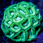 Ultra Favia Coral - Lemon Lime Favia 8cm Ultra Favia Coral - Lemon Lime Favia 8cm Aquarium Decor Ultra Favia Coral - Lemon Lime Favia 8cm Zeo Box Reef
