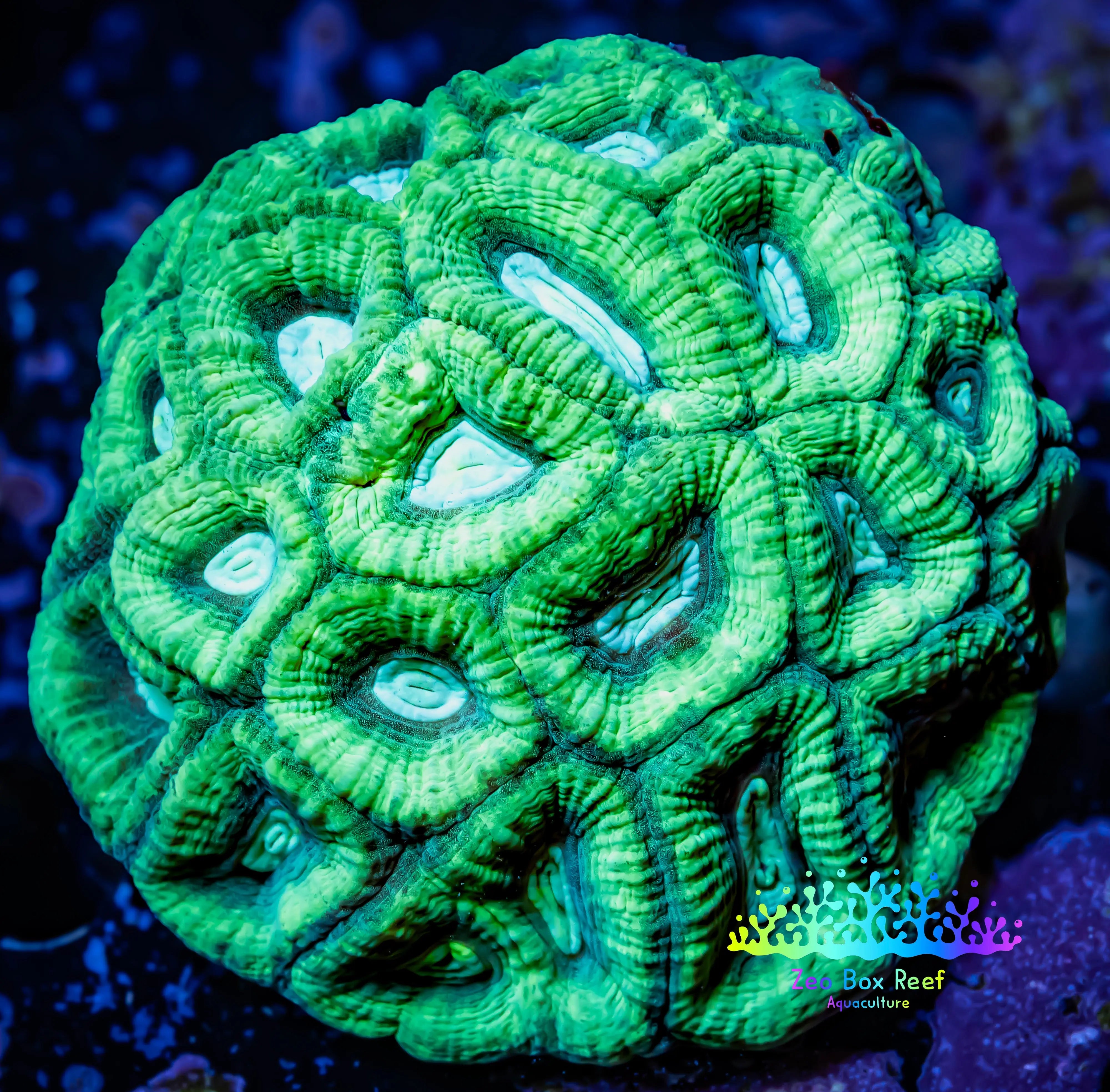 Add to cart Sold out