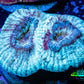Ultra Favia Coral--WYSIWYG Frag Ultra Favia Coral--WYSIWYG Frag Aquarium Decor Ultra Favia Coral--WYSIWYG Frag Zeo Box Reef
