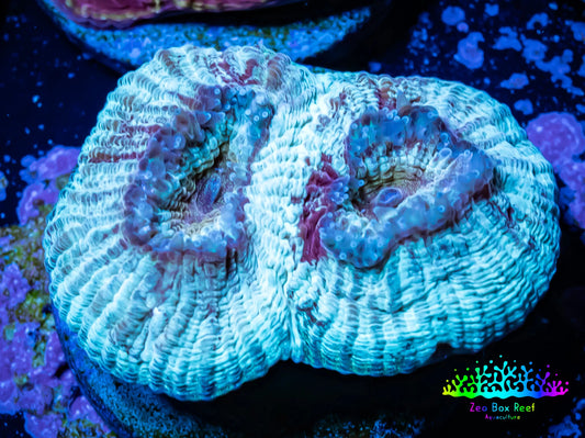 Ultra Favia Coral--WYSIWYG Frag Ultra Favia Coral--WYSIWYG Frag Aquarium Decor Ultra Favia Coral--WYSIWYG Frag Zeo Box Reef