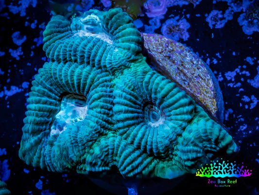 Ultra Favia Coral--WYSIWYG Frag Ultra Favia Coral--WYSIWYG Frag Aquarium Decor Ultra Favia Coral--WYSIWYG Frag Zeo Box Reef