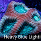 Ultra Favia Coral - "Mew" Favia Frag Ultra Favia Coral - "Mew" Favia Frag Aquarium Decor Ultra Favia Coral - "Mew" Favia Frag Zeo Box Reef