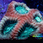 Ultra Favia Coral - "Mew" Favia Frag Ultra Favia Coral - "Mew" Favia Frag Aquarium Decor Ultra Favia Coral - "Mew" Favia Frag Zeo Box Reef
