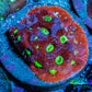 Ultra Favites Coral - Frag WYSIWYG Ultra Favites Coral - Frag WYSIWYG Aquarium Decor Ultra Favites Coral - Frag WYSIWYG Zeo Box Reef
