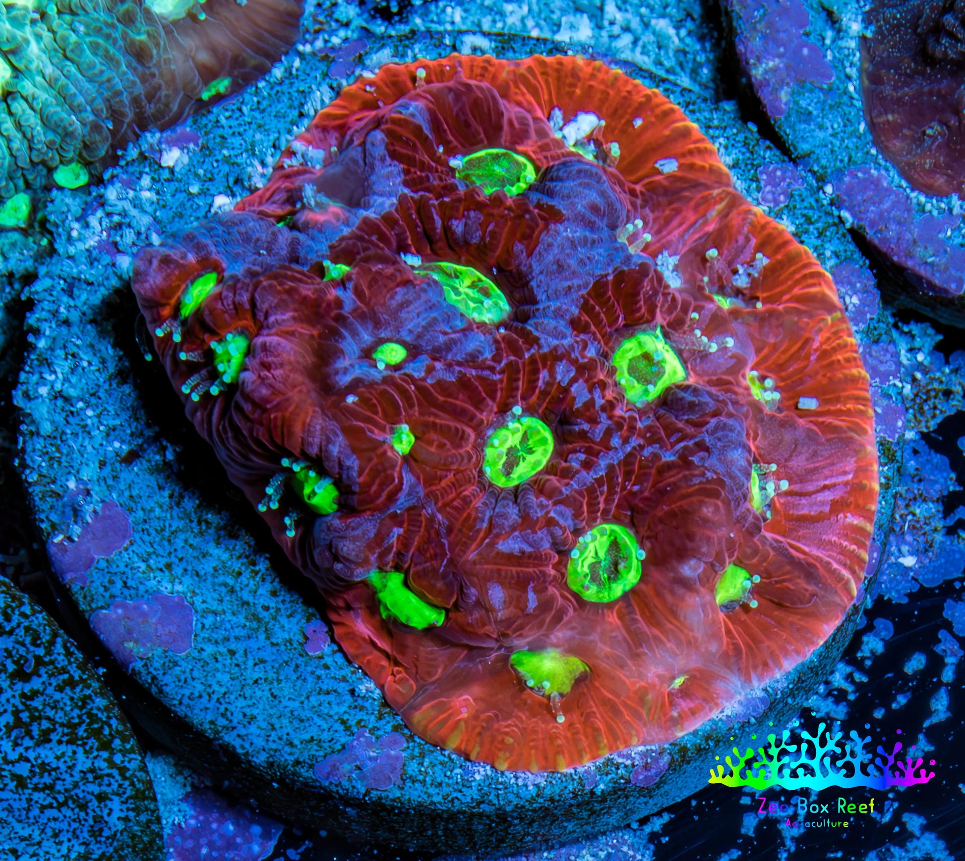 Ultra Favites Coral - Frag WYSIWYG Ultra Favites Coral - Frag WYSIWYG Aquarium Decor Ultra Favites Coral - Frag WYSIWYG Zeo Box Reef
