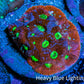 Ultra Favites Coral - Frag WYSIWYG Ultra Favites Coral - Frag WYSIWYG Aquarium Decor Ultra Favites Coral - Frag WYSIWYG Zeo Box Reef