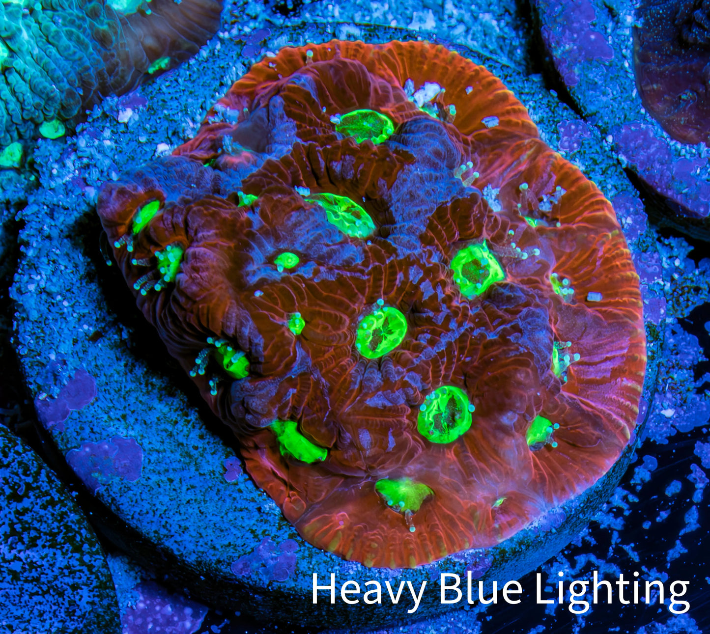 Ultra Favites Coral - Frag WYSIWYG Ultra Favites Coral - Frag WYSIWYG Aquarium Decor Ultra Favites Coral - Frag WYSIWYG Zeo Box Reef
