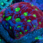 Ultra Favites Coral - Frag WYSIWYG Ultra Favites Coral - Frag WYSIWYG Aquarium Decor Ultra Favites Coral - Frag WYSIWYG Zeo Box Reef