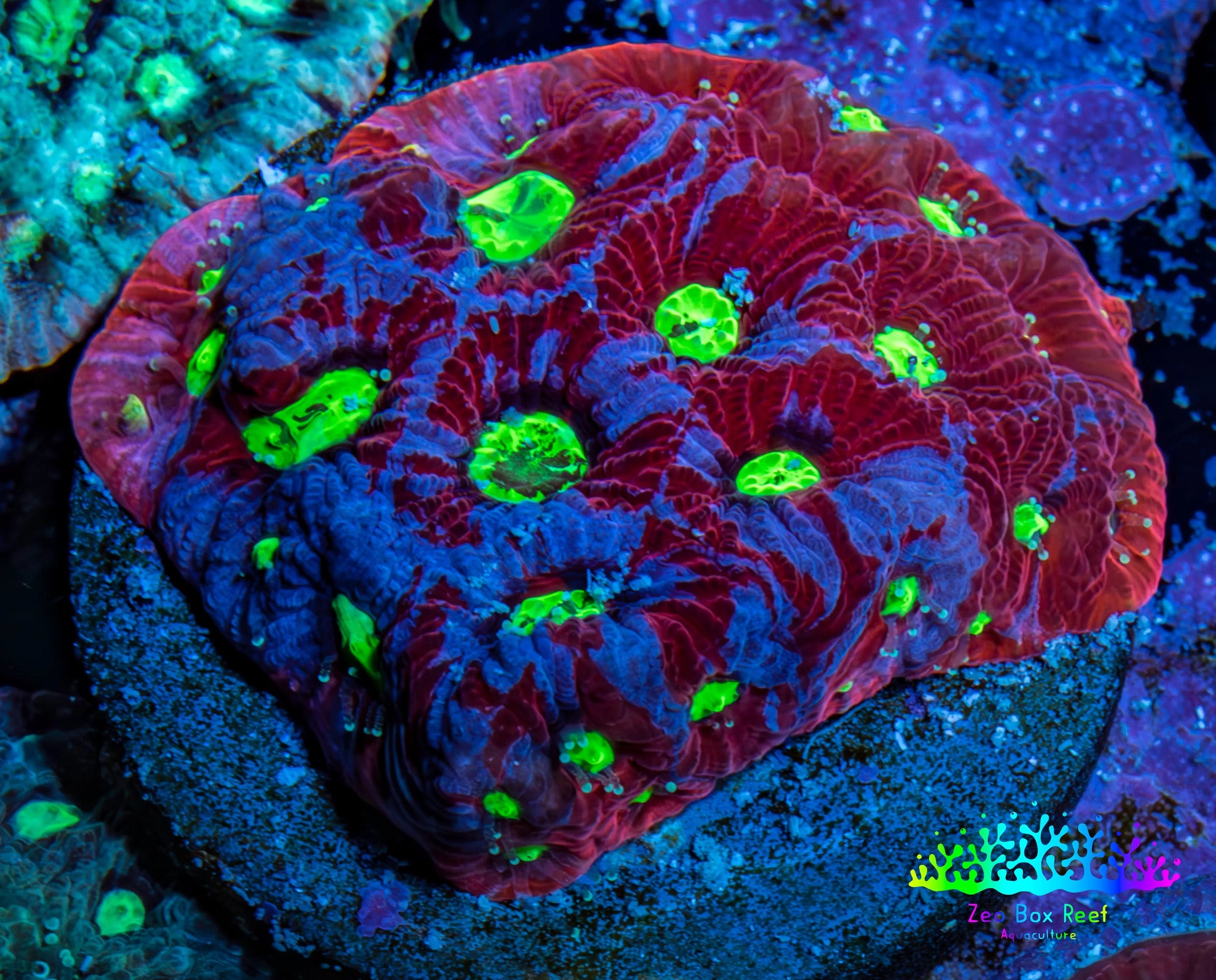 Ultra Favites Coral - Frag WYSIWYG Ultra Favites Coral - Frag WYSIWYG Aquarium Decor Ultra Favites Coral - Frag WYSIWYG Zeo Box Reef