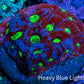 Ultra Favites Coral - Frag WYSIWYG Ultra Favites Coral - Frag WYSIWYG Aquarium Decor Ultra Favites Coral - Frag WYSIWYG Zeo Box Reef