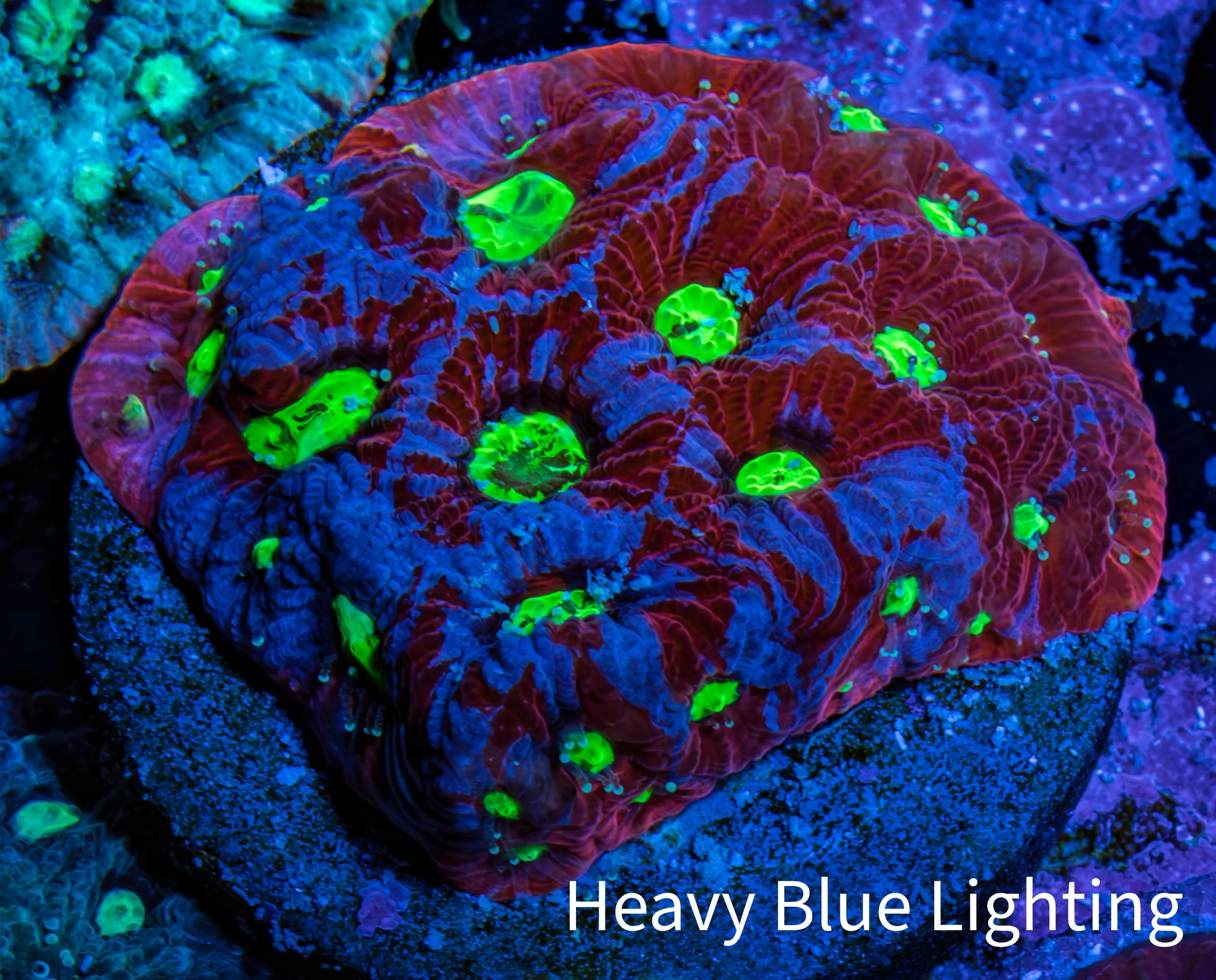 Ultra Favites Coral - Frag WYSIWYG Ultra Favites Coral - Frag WYSIWYG Aquarium Decor Ultra Favites Coral - Frag WYSIWYG Zeo Box Reef