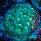 Ultra Favites Coral - Frag WYSIWYG Ultra Favites Coral - Frag WYSIWYG Aquarium Decor Ultra Favites Coral - Frag WYSIWYG Zeo Box Reef