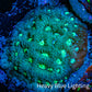 Ultra Favites Coral - Frag WYSIWYG Ultra Favites Coral - Frag WYSIWYG Aquarium Decor Ultra Favites Coral - Frag WYSIWYG Zeo Box Reef