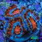 Ultra Firestorm 🌈 Rainbow Acan Frag, WYSIWYG G1R3B1 Ultra Firestorm 🌈 Rainbow Acan Frag, WYSIWYG G1R3B1 LPS Coral Ultra Firestorm 🌈 Rainbow Acan Frag, WYSIWYG G1R3B1 Zeo Box Reef