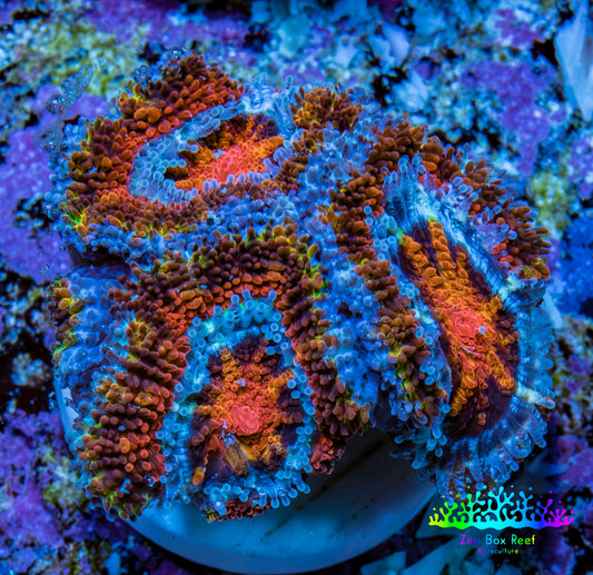 Ultra Firestorm 🌈 Rainbow Acan Frag, WYSIWYG G1R3B1 Ultra Firestorm 🌈 Rainbow Acan Frag, WYSIWYG G1R3B1 LPS Coral Ultra Firestorm 🌈 Rainbow Acan Frag, WYSIWYG G1R3B1 Zeo Box Reef