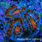 Ultra Firestorm 🌈 Rainbow Acan Frag, WYSIWYG G1R3B1 Ultra Firestorm 🌈 Rainbow Acan Frag, WYSIWYG G1R3B1 LPS Coral Ultra Firestorm 🌈 Rainbow Acan Frag, WYSIWYG G1R3B1 Zeo Box Reef