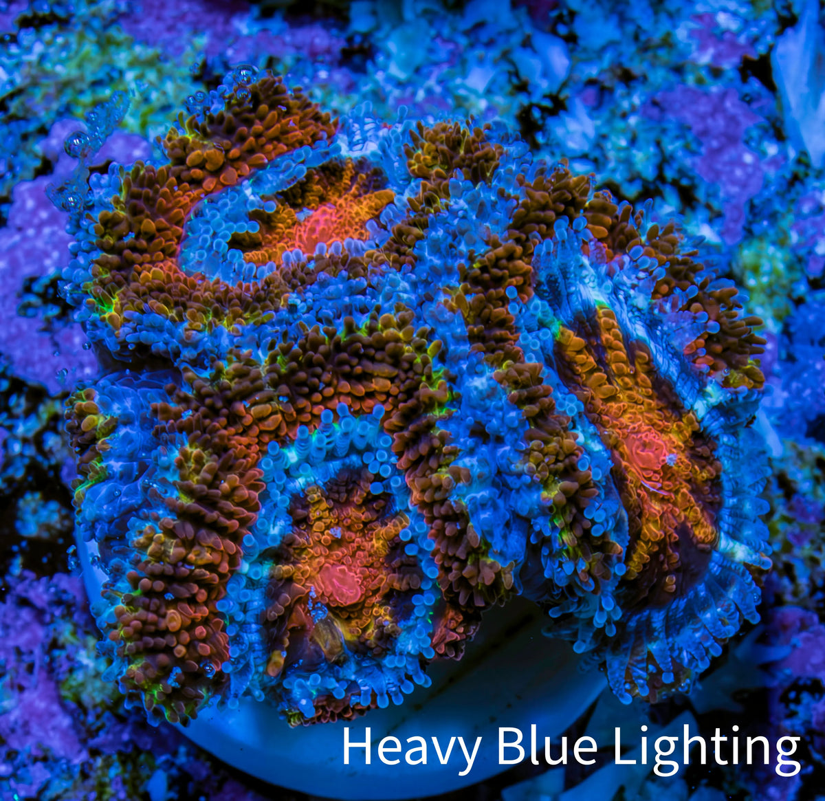 Ultra Firestorm 🌈 Rainbow Acan Frag, WYSIWYG G1R3B1 Ultra Firestorm 🌈 Rainbow Acan Frag, WYSIWYG G1R3B1 LPS Coral Ultra Firestorm 🌈 Rainbow Acan Frag, WYSIWYG G1R3B1 Zeo Box Reef