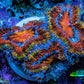 Ultra Firestorm 🌈 Rainbow Acan Frag, WYSIWYG G2R3B1 Ultra Firestorm 🌈 Rainbow Acan Frag, WYSIWYG G2R3B1 LPS Coral Ultra Firestorm 🌈 Rainbow Acan Frag, WYSIWYG G2R3B1 Zeo Box Reef