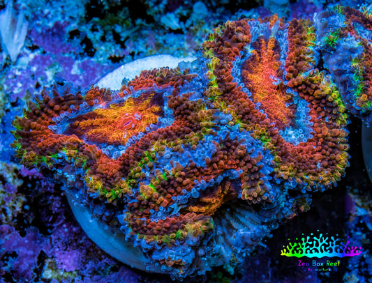 Ultra Firestorm 🌈 Rainbow Acan Frag, WYSIWYG G2R3B1 Ultra Firestorm 🌈 Rainbow Acan Frag, WYSIWYG G2R3B1 LPS Coral Ultra Firestorm 🌈 Rainbow Acan Frag, WYSIWYG G2R3B1 Zeo Box Reef