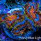 Ultra Firestorm 🌈 Rainbow Acan Frag, WYSIWYG G2R3B1 Ultra Firestorm 🌈 Rainbow Acan Frag, WYSIWYG G2R3B1 LPS Coral Ultra Firestorm 🌈 Rainbow Acan Frag, WYSIWYG G2R3B1 Zeo Box Reef