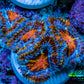 Ultra Firestorm 🌈 Rainbow Acan Frag, WYSIWYG G4R3B1 Ultra Firestorm 🌈 Rainbow Acan Frag, WYSIWYG G4R3B1 LPS Coral Ultra Firestorm 🌈 Rainbow Acan Frag, WYSIWYG G4R3B1 Zeo Box Reef