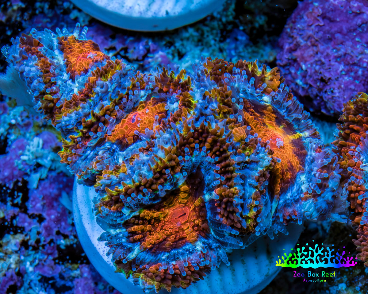 Ultra Firestorm 🌈 Rainbow Acan Frag, WYSIWYG G4R3B1 Ultra Firestorm 🌈 Rainbow Acan Frag, WYSIWYG G4R3B1 LPS Coral Ultra Firestorm 🌈 Rainbow Acan Frag, WYSIWYG G4R3B1 Zeo Box Reef