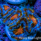 Ultra Firestorm 🌈 Rainbow Acan Frag, WYSIWYG G4R3B1 Ultra Firestorm 🌈 Rainbow Acan Frag, WYSIWYG G4R3B1 LPS Coral Ultra Firestorm 🌈 Rainbow Acan Frag, WYSIWYG G4R3B1 Zeo Box Reef