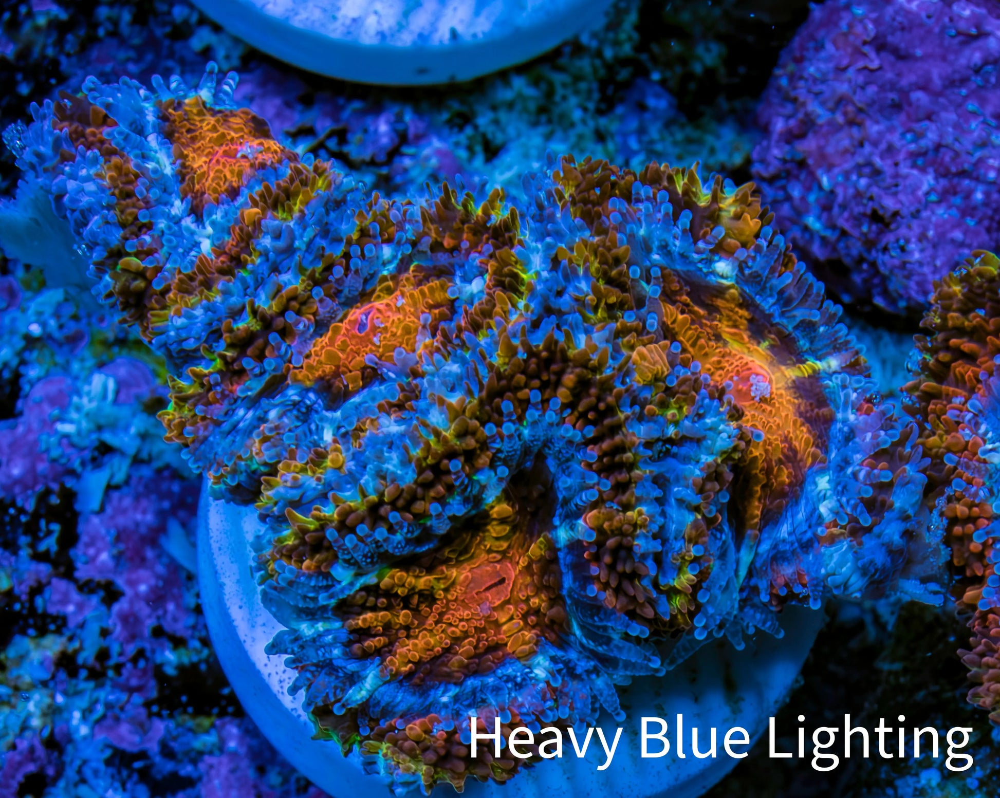 Ultra Firestorm 🌈 Rainbow Acan Frag, WYSIWYG G4R3B1 Ultra Firestorm 🌈 Rainbow Acan Frag, WYSIWYG G4R3B1 LPS Coral Ultra Firestorm 🌈 Rainbow Acan Frag, WYSIWYG G4R3B1 Zeo Box Reef
