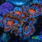 Ultra Firestorm 🌈 Rainbow Acan Frag, WYSIWYG G6R3B1 Ultra Firestorm 🌈 Rainbow Acan Frag, WYSIWYG G6R3B1 LPS Coral Ultra Firestorm 🌈 Rainbow Acan Frag, WYSIWYG G6R3B1 Zeo Box Reef