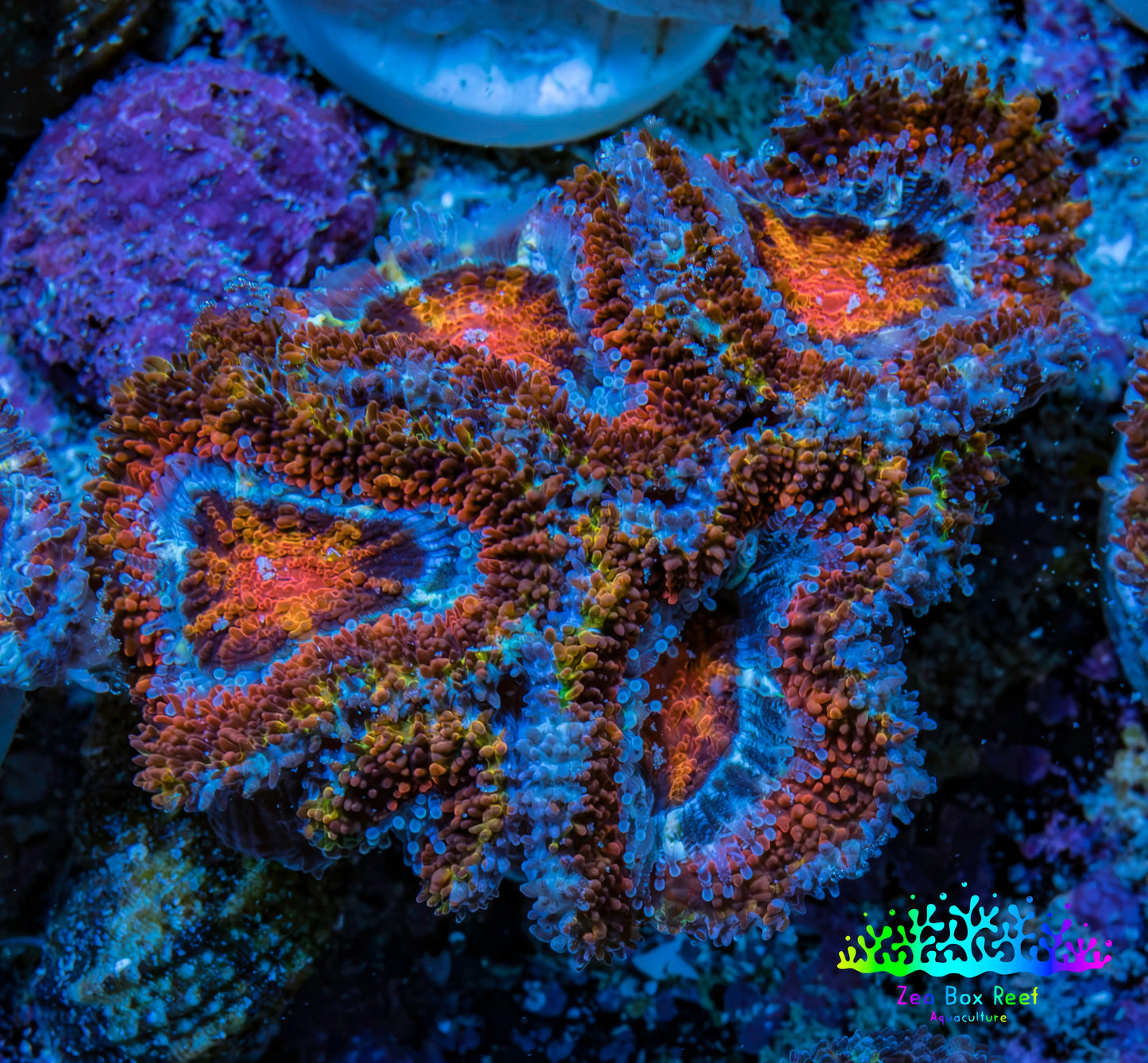 Ultra Firestorm 🌈 Rainbow Acan Frag, WYSIWYG G6R3B1 Ultra Firestorm 🌈 Rainbow Acan Frag, WYSIWYG G6R3B1 LPS Coral Ultra Firestorm 🌈 Rainbow Acan Frag, WYSIWYG G6R3B1 Zeo Box Reef