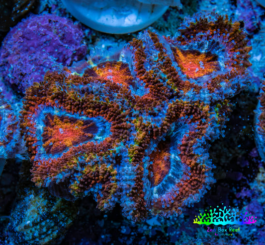 Ultra Firestorm 🌈 Rainbow Acan Frag, WYSIWYG G6R3B1 Ultra Firestorm 🌈 Rainbow Acan Frag, WYSIWYG G6R3B1 LPS Coral Ultra Firestorm 🌈 Rainbow Acan Frag, WYSIWYG G6R3B1 Zeo Box Reef