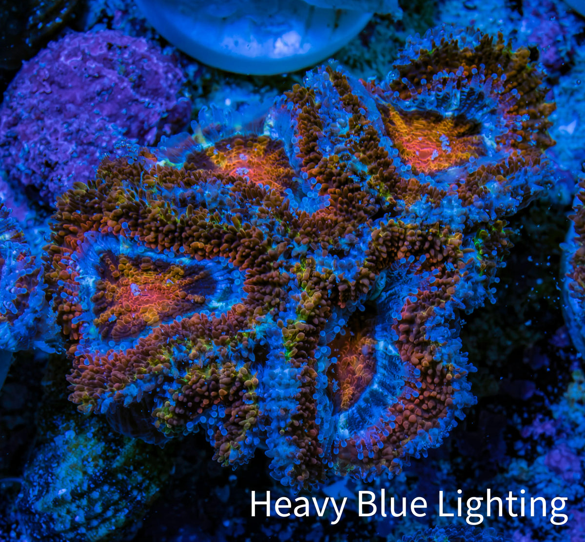 Ultra Firestorm 🌈 Rainbow Acan Frag, WYSIWYG G6R3B1 Ultra Firestorm 🌈 Rainbow Acan Frag, WYSIWYG G6R3B1 LPS Coral Ultra Firestorm 🌈 Rainbow Acan Frag, WYSIWYG G6R3B1 Zeo Box Reef