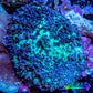 Ultra Fluffy Rhodactis Coral - Blue and Green 4cm Ultra Fluffy Rhodactis Coral - Blue and Green 4cm Animals & Pet Supplies Ultra Fluffy Rhodactis Coral - Blue and Green 4cm Zeo Box Reef