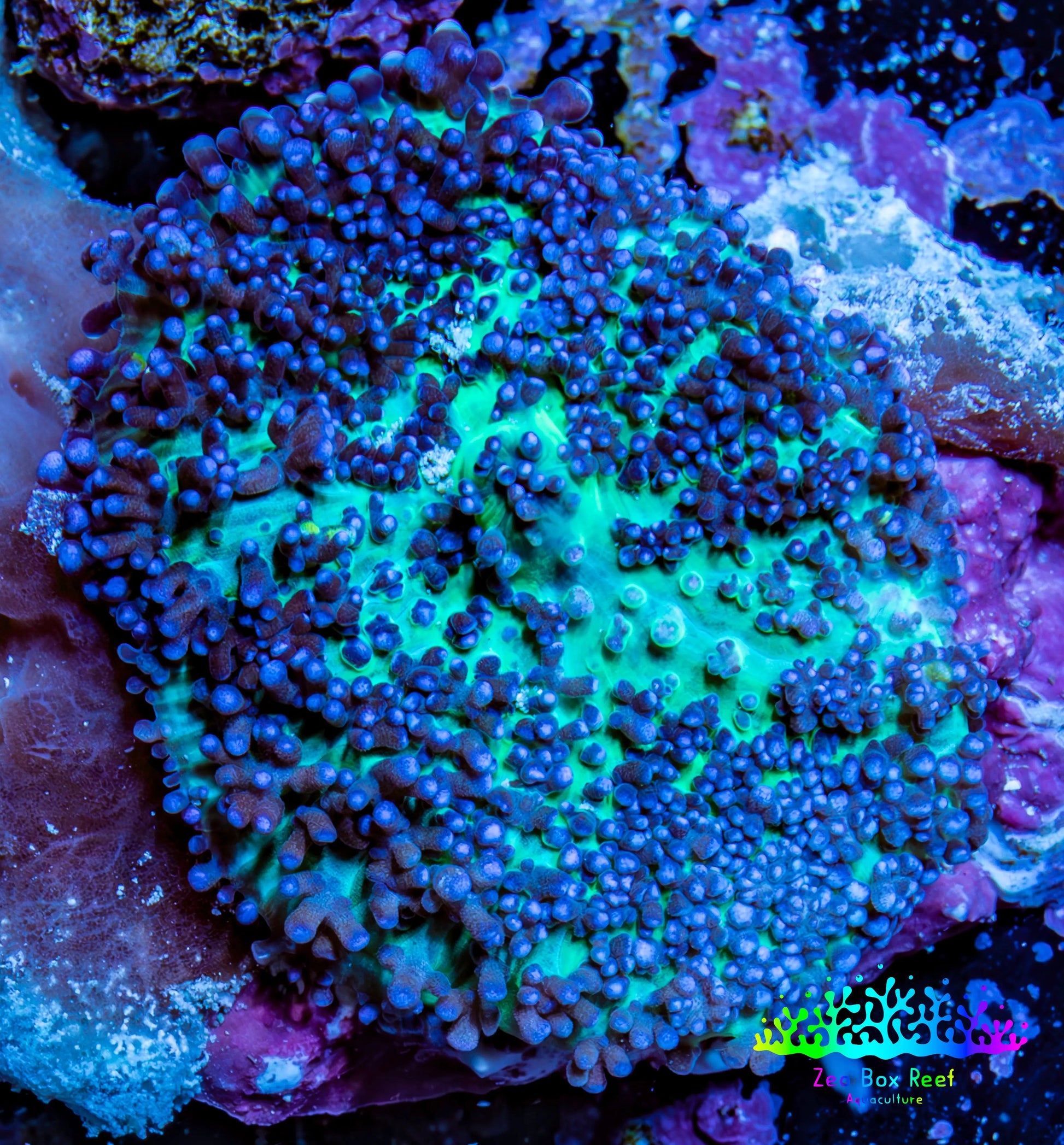 Ultra Fluffy Rhodactis Coral - Blue and Green 4cm Ultra Fluffy Rhodactis Coral - Blue and Green 4cm Animals & Pet Supplies Ultra Fluffy Rhodactis Coral - Blue and Green 4cm Zeo Box Reef